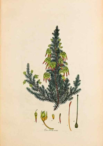 Reproducción/Reproduction 33963364038: Coloured engravings of heaths :. London :Published by the Author. Printed by T. Bensley,1802-09 [1830?]. 