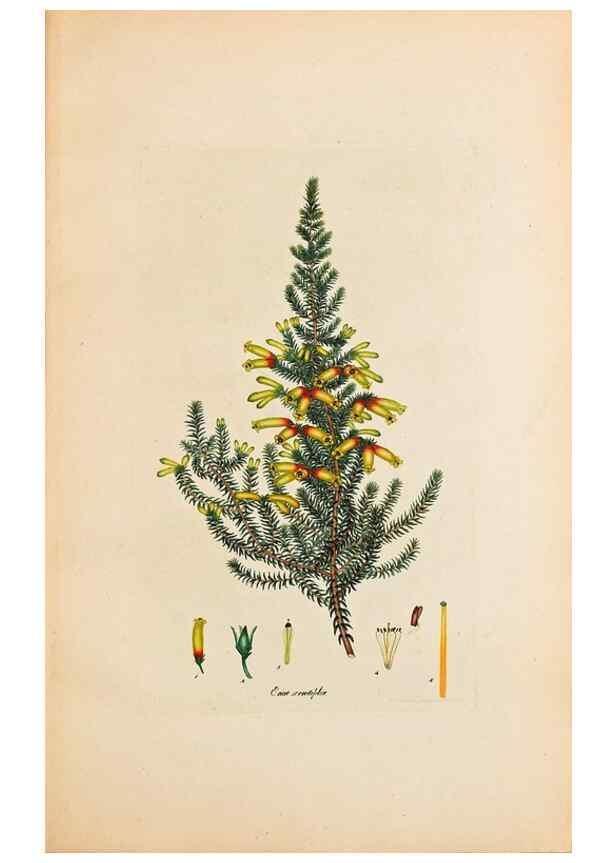Reproducción/Reproduction 47788576862: Coloured engravings of heaths :. London :Published by the Author. Printed by T. Bensley,1802-09 [1830?]. 