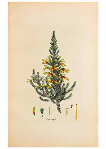 Reproducción/Reproduction 47788576862: Coloured engravings of heaths :. London :Published by the Author. Printed by T. Bensley,1802-09 [1830?]. 