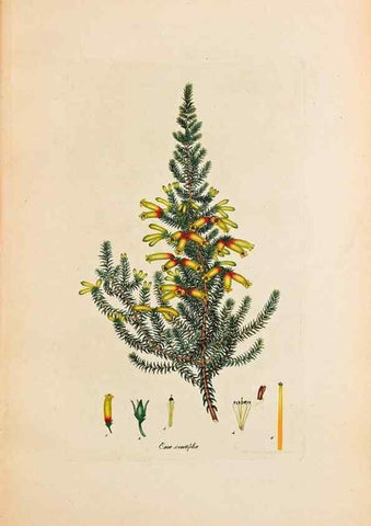 Reproducción/Reproduction 47788576862: Coloured engravings of heaths :. London :Published by the Author. Printed by T. Bensley,1802-09 [1830?]. 