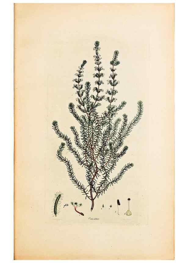 Reproducción/Reproduction 47051165344: Coloured engravings of heaths :. London :Published by the Author. Printed by T. Bensley,1802-09 [1830?]. 