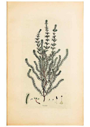 Reproducción/Reproduction 47051165344: Coloured engravings of heaths :. London :Published by the Author. Printed by T. Bensley,1802-09 [1830?]. 