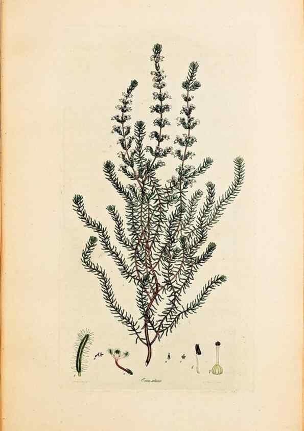 Reproducción/Reproduction 47051165344: Coloured engravings of heaths :. London :Published by the Author. Printed by T. Bensley,1802-09 [1830?]. 