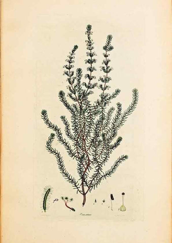 Reproducción/Reproduction 47051165344: Coloured engravings of heaths :. London :Published by the Author. Printed by T. Bensley,1802-09 [1830?]. 