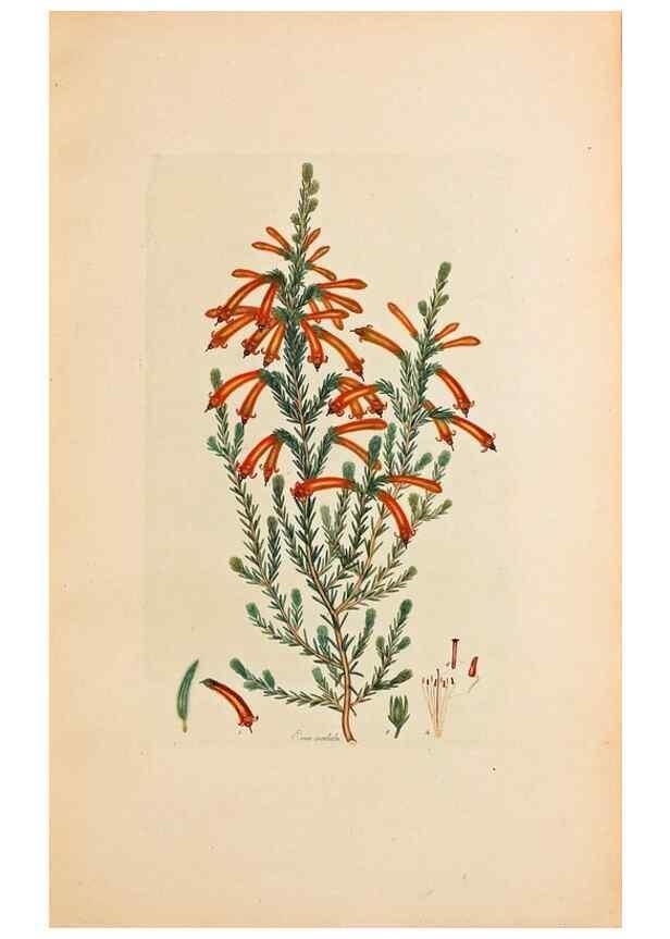 Reproducción/Reproduction 47051166184: Coloured engravings of heaths :. London :Published by the Author. Printed by T. Bensley,1802-09 [1830?]. 