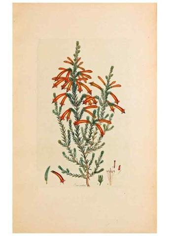 Reproducción/Reproduction 47051166184: Coloured engravings of heaths :. London :Published by the Author. Printed by T. Bensley,1802-09 [1830?]. 