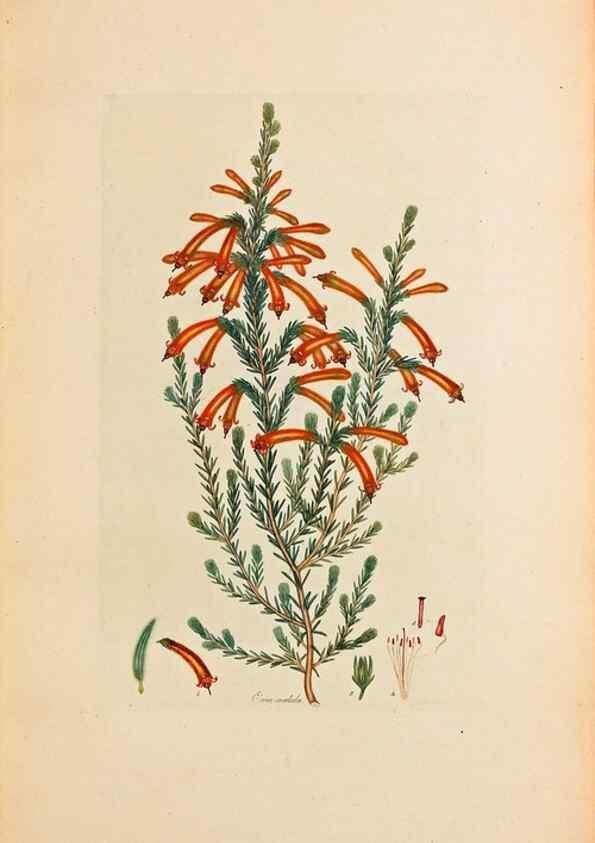 Reproducción/Reproduction 47051166184: Coloured engravings of heaths :. London :Published by the Author. Printed by T. Bensley,1802-09 [1830?]. 