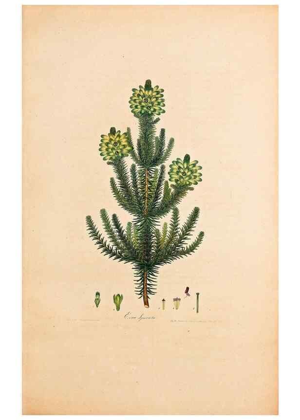 Reproducción/Reproduction 40873984093: Coloured engravings of heaths :. London :Published by the Author. Printed by T. Bensley,1802-09 [1830?]. 