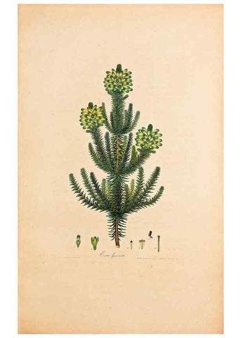 Reproducción/Reproduction 40873984093: Coloured engravings of heaths :. London :Published by the Author. Printed by T. Bensley,1802-09 [1830?]. 