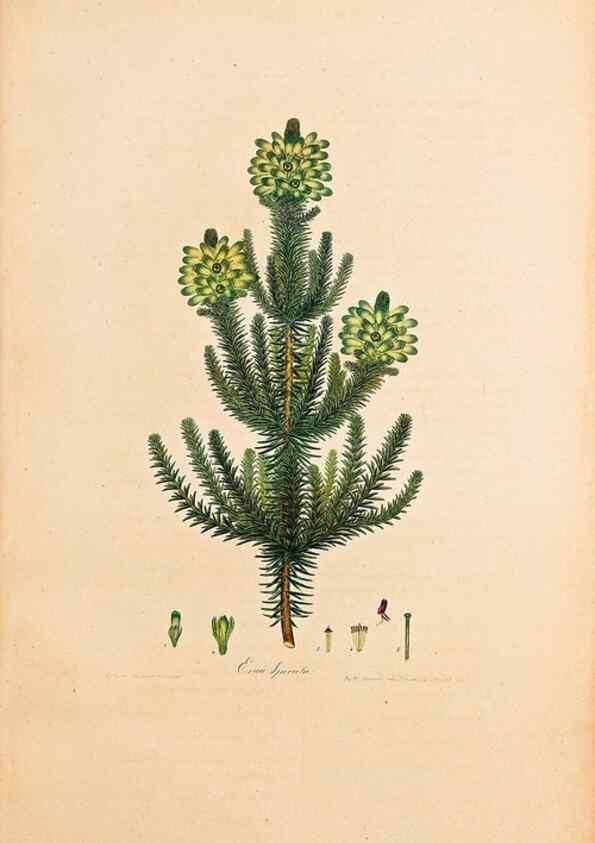 Reproducción/Reproduction 40873984093: Coloured engravings of heaths :. London :Published by the Author. Printed by T. Bensley,1802-09 [1830?]. 