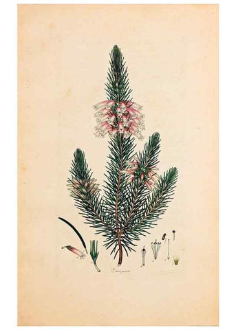 Reproducción/Reproduction 47051157234: Coloured engravings of heaths :. London :Published by the Author. Printed by T. Bensley,1802-09 [1830?]. 