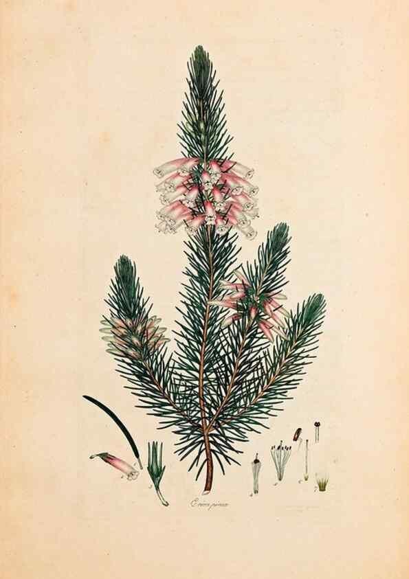 Reproducción/Reproduction 47051157234: Coloured engravings of heaths :. London :Published by the Author. Printed by T. Bensley,1802-09 [1830?]. 