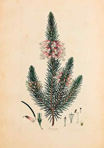 Reproducción/Reproduction 47051157234: Coloured engravings of heaths :. London :Published by the Author. Printed by T. Bensley,1802-09 [1830?]. 