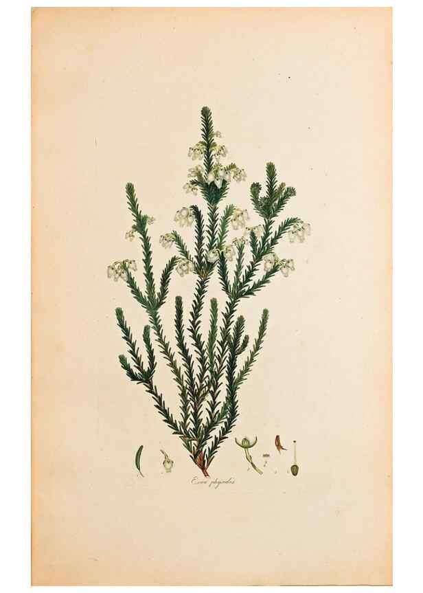 Reproducción/Reproduction 32896781527: Coloured engravings of heaths :. London :Published by the Author. Printed by T. Bensley,1802-09 [1830?]. 