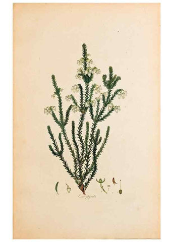 Reproducción/Reproduction 32896781527: Coloured engravings of heaths :. London :Published by the Author. Printed by T. Bensley,1802-09 [1830?]. 