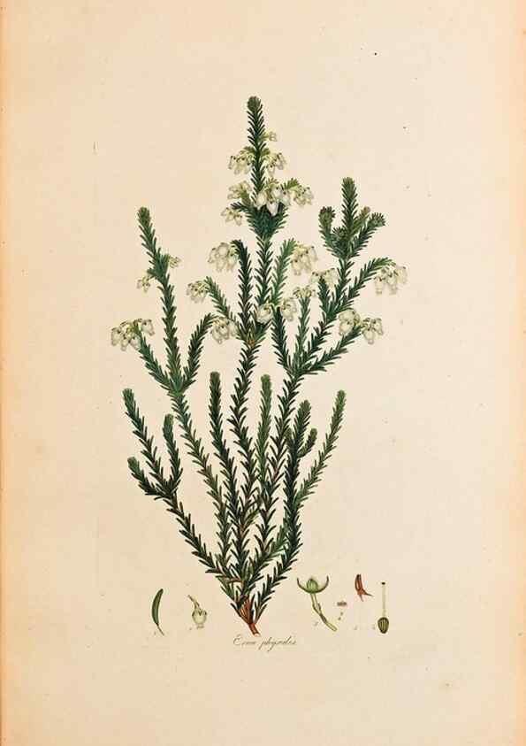 Reproducción/Reproduction 32896781527: Coloured engravings of heaths :. London :Published by the Author. Printed by T. Bensley,1802-09 [1830?]. 