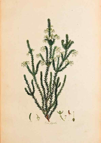 Reproducción/Reproduction 32896781527: Coloured engravings of heaths :. London :Published by the Author. Printed by T. Bensley,1802-09 [1830?]. 