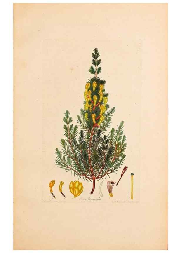 Reproducción/Reproduction 47051155824: Coloured engravings of heaths :. London :Published by the Author. Printed by T. Bensley,1802-09 [1830?]. 