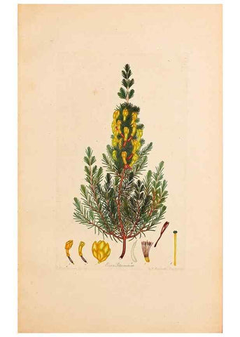 Reproducción/Reproduction 47051155824: Coloured engravings of heaths :. London :Published by the Author. Printed by T. Bensley,1802-09 [1830?]. 
