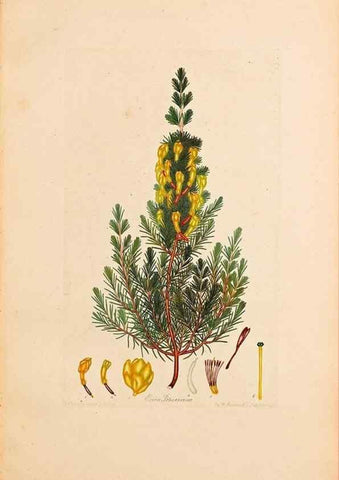 Reproducción/Reproduction 47051155824: Coloured engravings of heaths :. London :Published by the Author. Printed by T. Bensley,1802-09 [1830?]. 
