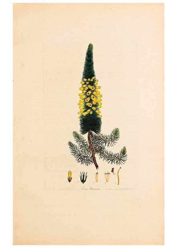 Reproducción/Reproduction 47840725761: Coloured engravings of heaths :. London :Published by the Author. Printed by T. Bensley,1802-09 [1830?]. 