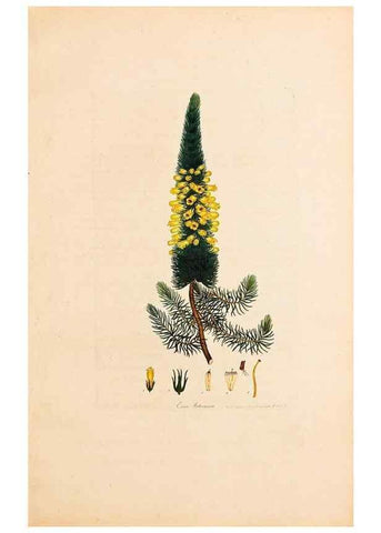 Reproducción/Reproduction 47840725761: Coloured engravings of heaths :. London :Published by the Author. Printed by T. Bensley,1802-09 [1830?]. 