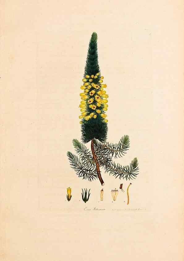 Reproducción/Reproduction 47840725761: Coloured engravings of heaths :. London :Published by the Author. Printed by T. Bensley,1802-09 [1830?]. 