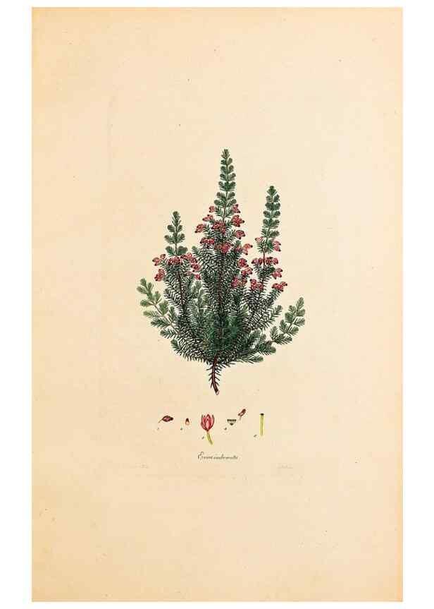 Reproducción/Reproduction 46924390145: Coloured engravings of heaths :. London :Published by the Author. Printed by T. Bensley,1802-09 [1830?]. 