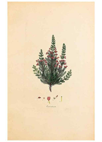 Reproducción/Reproduction 46924390145: Coloured engravings of heaths :. London :Published by the Author. Printed by T. Bensley,1802-09 [1830?]. 