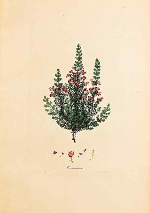 Reproducción/Reproduction 46924390145: Coloured engravings of heaths :. London :Published by the Author. Printed by T. Bensley,1802-09 [1830?]. 