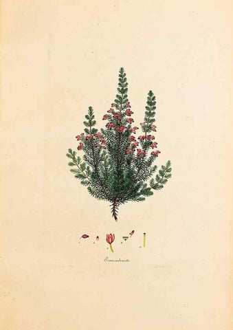 Reproducción/Reproduction 46924390145: Coloured engravings of heaths :. London :Published by the Author. Printed by T. Bensley,1802-09 [1830?]. 