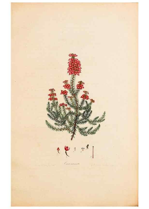 Reproducción/Reproduction 47840719621: Coloured engravings of heaths :. London :Published by the Author. Printed by T. Bensley,1802-09 [1830?]. 