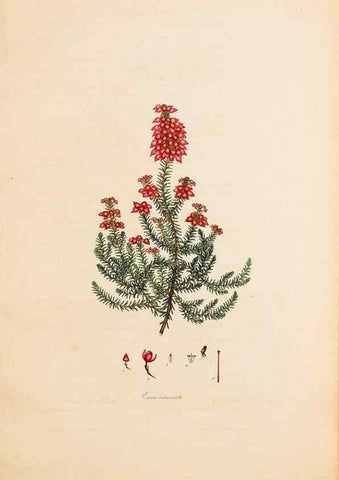 Reproducción/Reproduction 47840719621: Coloured engravings of heaths :. London :Published by the Author. Printed by T. Bensley,1802-09 [1830?]. 