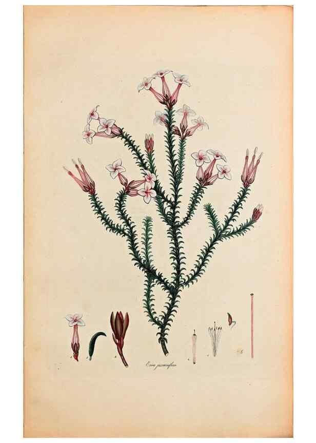 Reproducción/Reproduction 32896773957: Coloured engravings of heaths :. London :Published by the Author. Printed by T. Bensley,1802-09 [1830?]. 