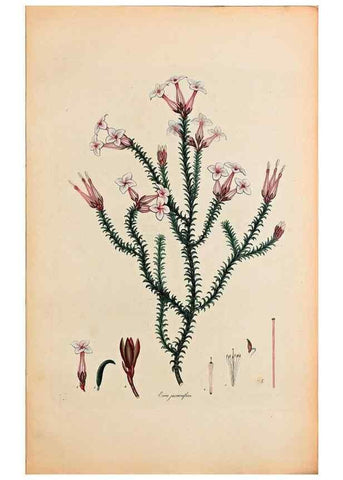 Reproducción/Reproduction 32896773957: Coloured engravings of heaths :. London :Published by the Author. Printed by T. Bensley,1802-09 [1830?]. 