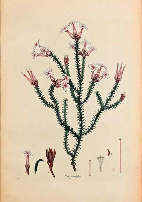 Reproducción/Reproduction 32896773957: Coloured engravings of heaths :. London :Published by the Author. Printed by T. Bensley,1802-09 [1830?]. 