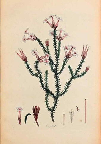 Reproducción/Reproduction 32896773957: Coloured engravings of heaths :. London :Published by the Author. Printed by T. Bensley,1802-09 [1830?]. 