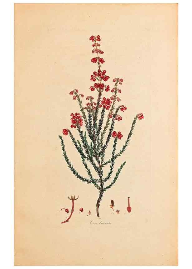 Reproducción/Reproduction 33963350658: Coloured engravings of heaths :. London :Published by the Author. Printed by T. Bensley,1802-09 [1830?]. 