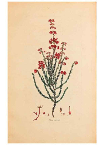 Reproducción/Reproduction 33963350658: Coloured engravings of heaths :. London :Published by the Author. Printed by T. Bensley,1802-09 [1830?]. 