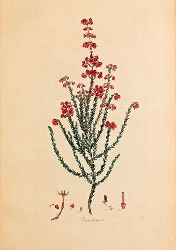 Reproducción/Reproduction 33963350658: Coloured engravings of heaths :. London :Published by the Author. Printed by T. Bensley,1802-09 [1830?]. 