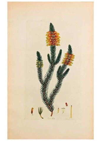 Reproducción/Reproduction 47051148034: Coloured engravings of heaths :. London :Published by the Author. Printed by T. Bensley,1802-09 [1830?]. 