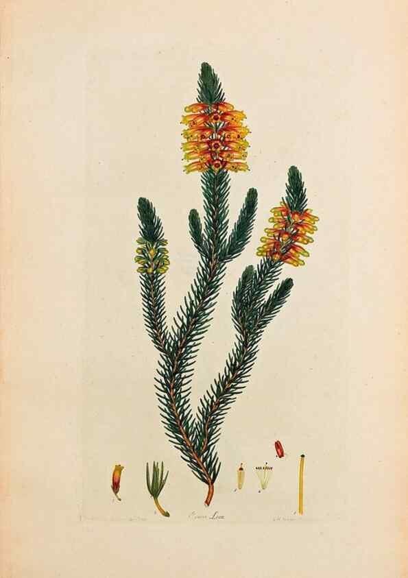 Reproducción/Reproduction 47051148034: Coloured engravings of heaths :. London :Published by the Author. Printed by T. Bensley,1802-09 [1830?]. 
