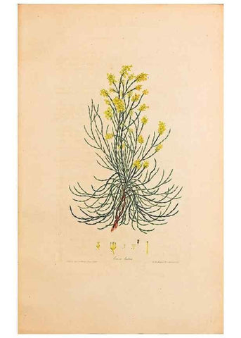 Reproducción/Reproduction 46924391645: Coloured engravings of heaths :. London :Published by the Author. Printed by T. Bensley,1802-09 [1830?]. 