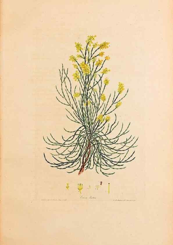 Reproducción/Reproduction 46924391645: Coloured engravings of heaths :. London :Published by the Author. Printed by T. Bensley,1802-09 [1830?]. 