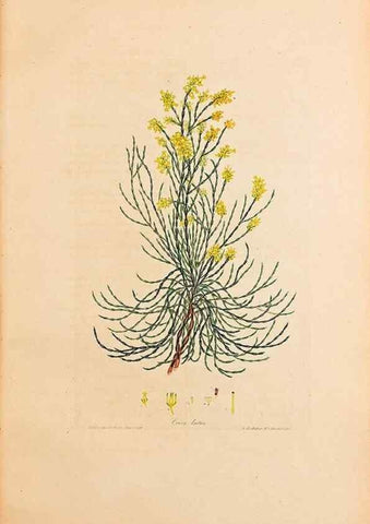 Reproducción/Reproduction 46924391645: Coloured engravings of heaths :. London :Published by the Author. Printed by T. Bensley,1802-09 [1830?]. 