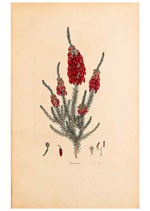 Reproducción/Reproduction 47051149344: Coloured engravings of heaths :. London :Published by the Author. Printed by T. Bensley,1802-09 [1830?]. 