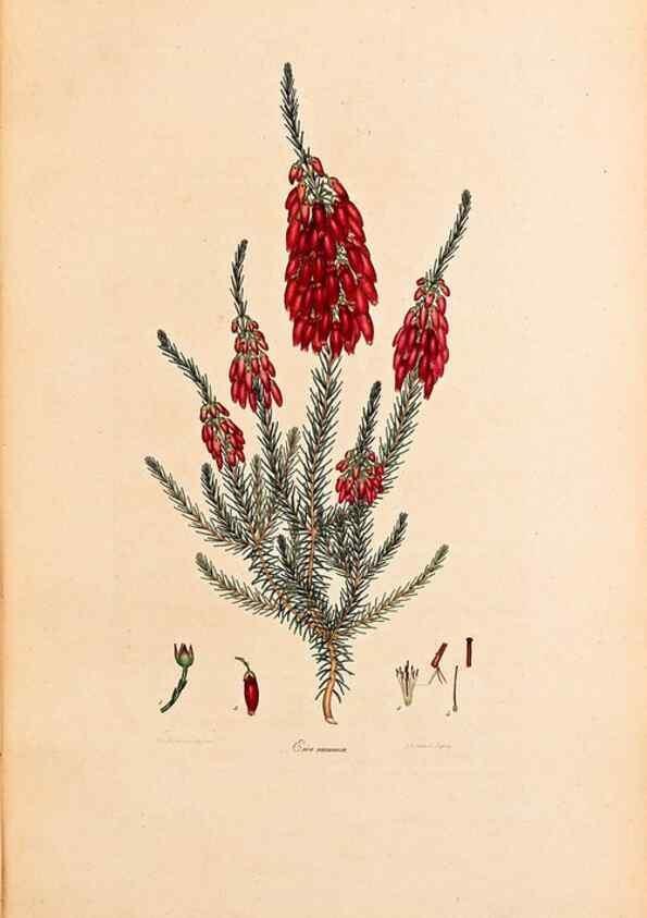 Reproducción/Reproduction 47051149344: Coloured engravings of heaths :. London :Published by the Author. Printed by T. Bensley,1802-09 [1830?]. 