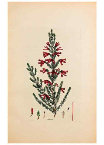 Reproducción/Reproduction 32896788417: Coloured engravings of heaths :. London :Published by the Author. Printed by T. Bensley,1802-09 [1830?]. 