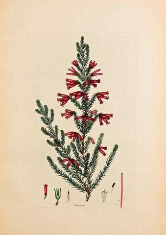 Reproducción/Reproduction 32896788417: Coloured engravings of heaths :. London :Published by the Author. Printed by T. Bensley,1802-09 [1830?]. 