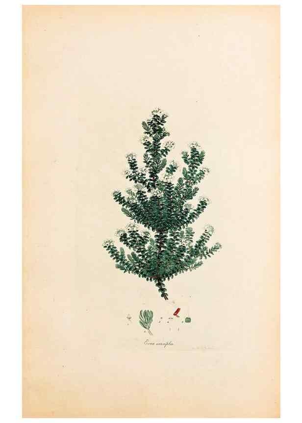 Reproducción/Reproduction 33963353498: Coloured engravings of heaths :. London :Published by the Author. Printed by T. Bensley,1802-09 [1830?]. 